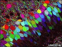 Brainsbow
