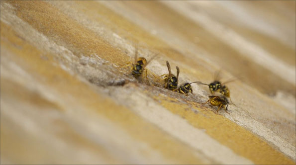 Christine Wood's photo of wasps