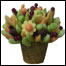 دتازه ميووساتل