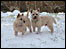 Dogs in the snow