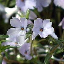 Moss Phlox
