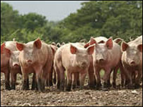 Pigs at Blythburgh Free Range Farm