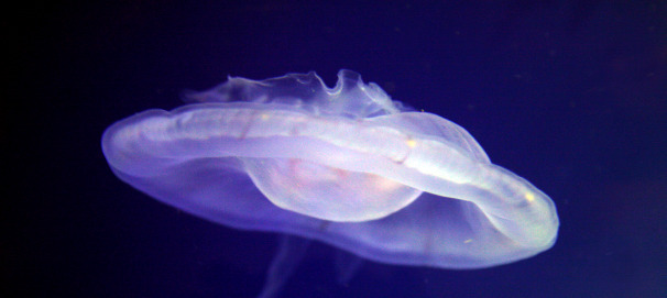 jellyfish.jpg
