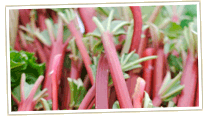 Stalks of rhubarb Photo © Bruce Block/iStockphoto