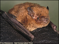 Soprano pipistrelle bat