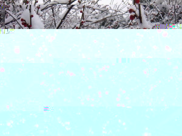 Plum blossoms in Nanjing (the CIty Flower too). It blossoms in winter so symbolizes good quality as strong and unyielding. 