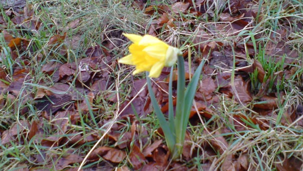 First daffodil of the year