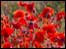 Field of popies