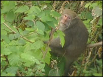 macacos