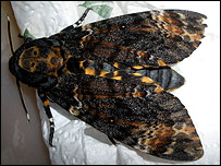 Death's Head Hawk Moth