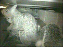 Webcam image of a squirrel