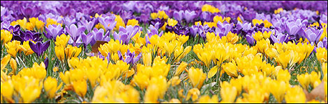 Crocus fields