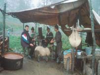 ciobani