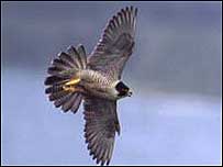 A peregrine in flight