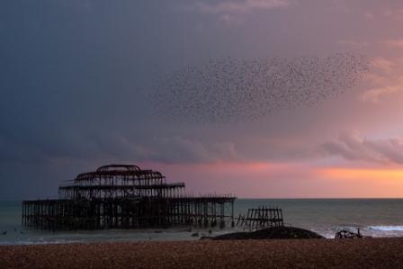starlings3.JPG