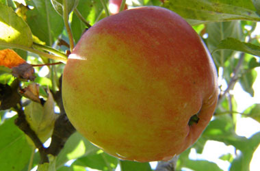 'Devonshire Quarrenden' 