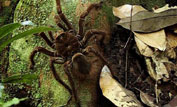 Goliath bird-eating spider