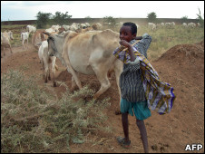 A boy takes care of a herd of cattle near Degahabur in the Ogaden region in Ethiopia