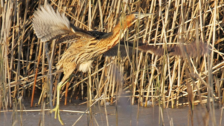 A bittern