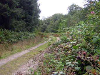 Llwybr cul yng nghefn gwlad Y Drenewydd