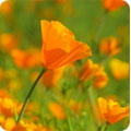 California poppy
