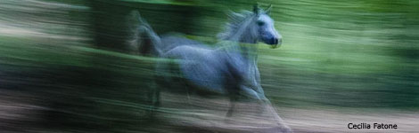 a horse running