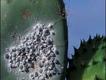 Foto: Bruce Coleman/Alamy/Extreme Insects/HarperCollins
