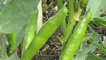 Broadbeans