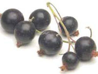 Blackcurrants