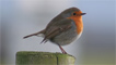A robin
