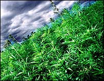 Plantação de maconha