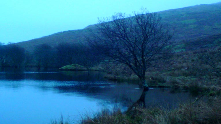 Craobh lom ann an Muirhead, Siorrachd Àir