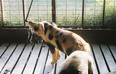 Pig drinking water. Photograph by Tom Rankin, Center for Documentary Studies at Duke University.