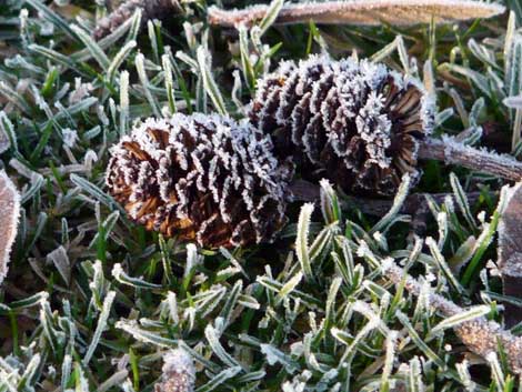 Alder cones covered in frost in Perth. Photo courtesy of Hazel Rodgers.