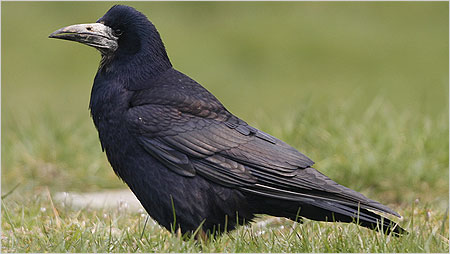 Rook c/o David Hutton. See more of Dave's pictures at http://davehutton.fotopic.net/