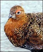 Red grouse