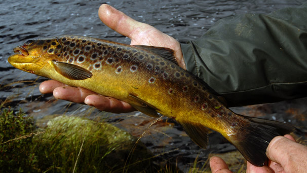 Wild brown trout