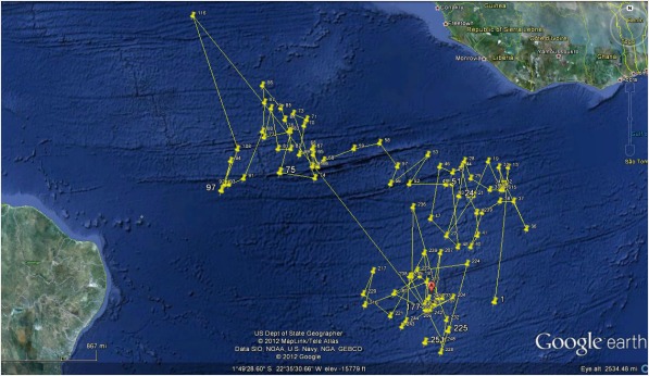 Tracking data showing location of sooty tern over 200 days in South Atlantic