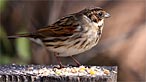 Reed bunting. Photo: David John