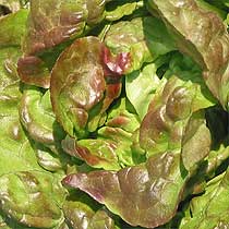 Lettuce