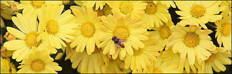 Chrysanthemums