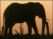 فيل در آفريقا