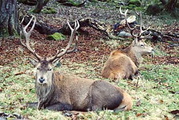 Deer at Castlearchdale. Photo taken by David Ellison