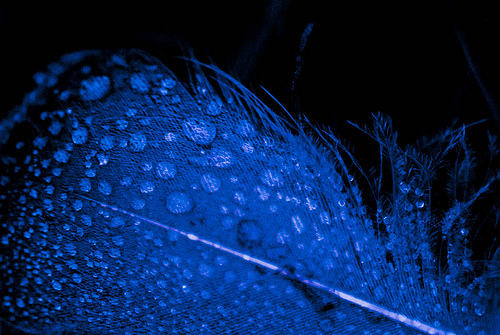 feather dew in blue