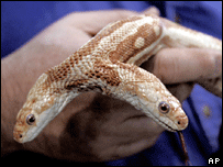 यह दुनिया भर में दो मुँह वाला अकेला साँप है