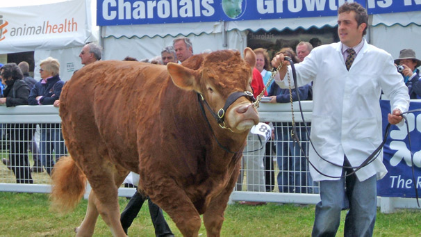 Grahams Bonzo, a limousin shown by Ronald Dick, was second placed in the overall winner category of the Junior Bull Championship.