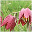 Snakes-head Fritillary c/o English Nature and Pseter Wakely