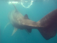 Basking Shark off the coast by Ollie Chambers