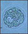 Embryo cell