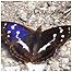 Purple Emperor c/o Robin Daniels